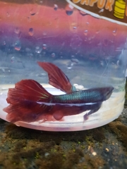 Betta splendens