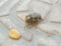 Euphoria basalis