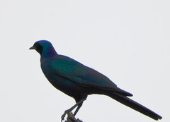 Lamprotornis australis