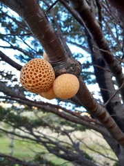 Cyttaria hariotii