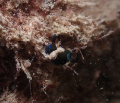 Tambja morosa