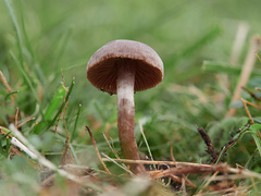 Cortinarius ainsworthii