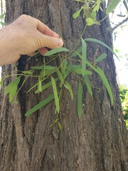 Eucalyptus crebra
