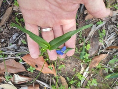 Commelina lanceolata