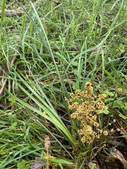 Lomandra multiflora dura