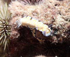 Hypselodoris imperialis