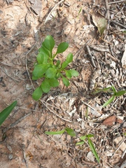 Sphaeromorphaea australis