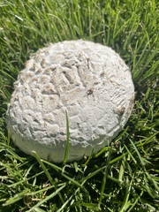 Calvatia cyathiformis