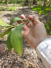 Acacia leiocalyx