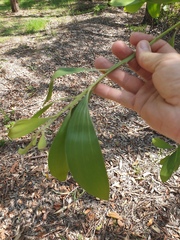 Acacia leiocalyx