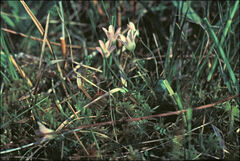 Lysimachia tenella