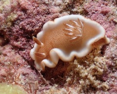 Glossodoris rufomarginata