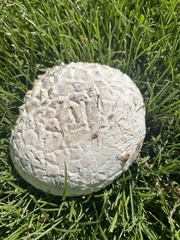 Calvatia cyathiformis