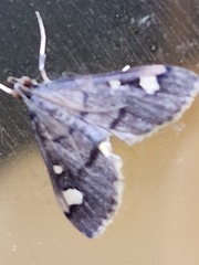 Deuterophysa
