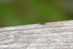 Platythyrea punctata