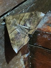 Ophisma