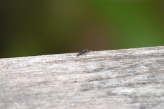 Platythyrea punctata