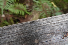 Platythyrea punctata