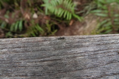 Platythyrea punctata