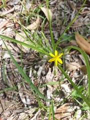 Hypoxis pratensis