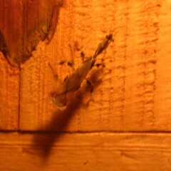 Phyllocrania paradoxa