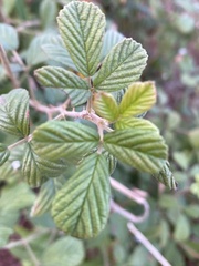 Rubus cuneifolius