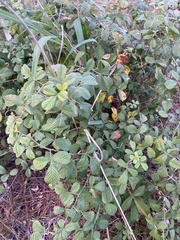 Rubus cuneifolius