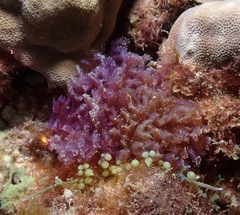 Dasya iridescens