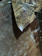 Ophisma