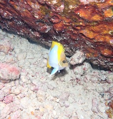 Hemitaurichthys polylepis