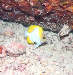 Hemitaurichthys polylepis