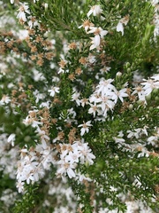 Olearia ramulosa