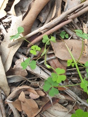 Oxalis chnoodes