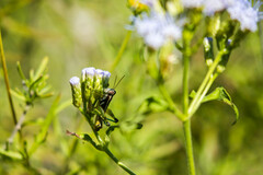 Paraidemona