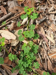 Oxalis chnoodes