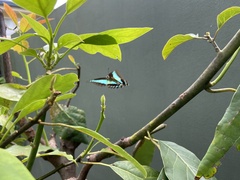 Graphium choredon