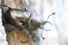 Streptocerus speciosus
