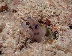 Gymnothorax gracilicauda