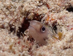 Gymnothorax gracilicauda