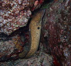 Gymnothorax flavimarginatus