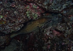 Gymnothorax flavimarginatus