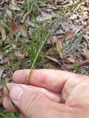 Eremochloa bimaculata