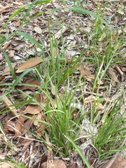 Eremochloa bimaculata