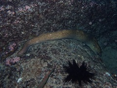 Gymnothorax flavimarginatus