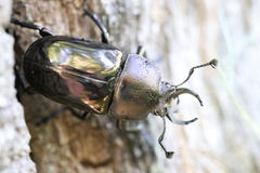 Streptocerus speciosus