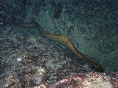 Gymnothorax flavimarginatus