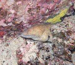 Gymnothorax flavimarginatus