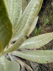 Espeletia