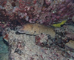 Gymnothorax flavimarginatus
