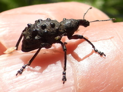 Megalometides cacicus
